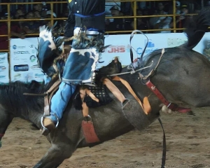 cavalo.jpg