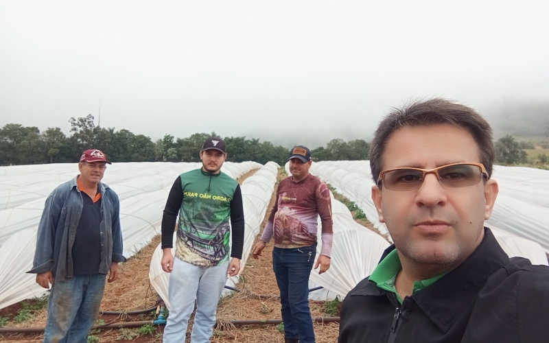 Fazendo visita técnica ao produtor rural na cultura de morango para merenda escolar.