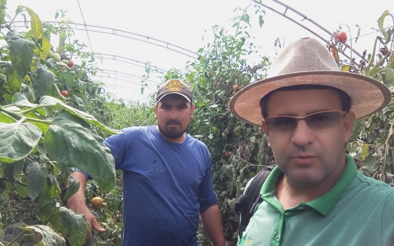 Fazendo visita técnica ao produtor rural na cultura de tomate