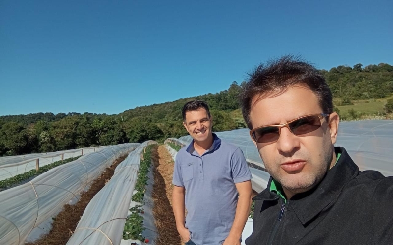 Fazendo visita técnica ao produtor rural na cultura de morango para merenda escolar e aos demais mercados.