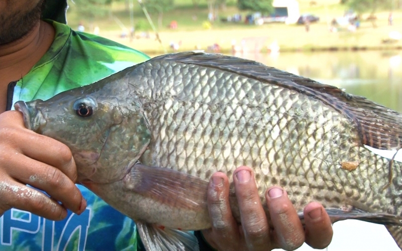  Pesca no lago neste domingo, 02-04-2023 no lago municipal de Santa Tereza do Oeste.